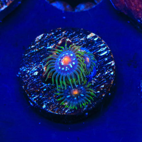 JF Daisy Cutter Zoanthids Coral