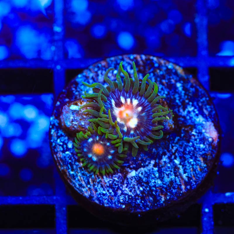 JF Daisy Cutter Zoanthids Coral