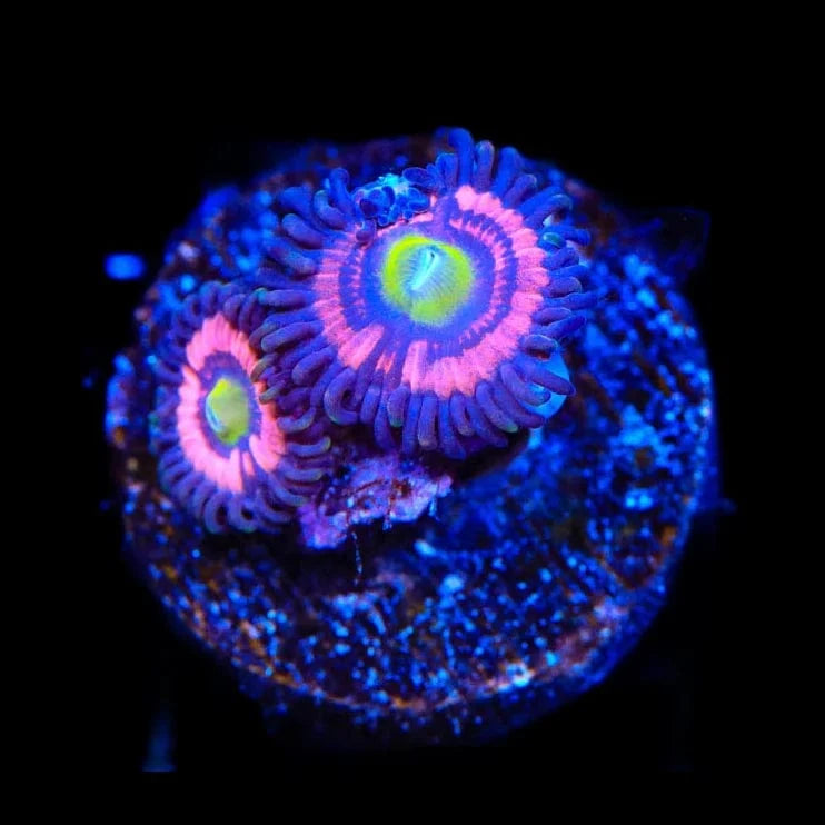 JF Daisy Duke Zoanthids Coral