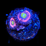 JF Daisy Duke Zoanthids Coral