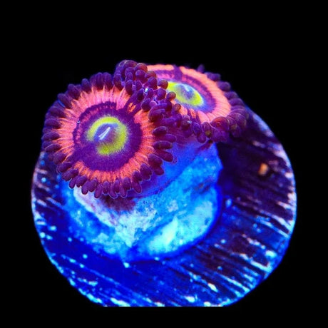 JF Daisy Duke Zoanthids Coral