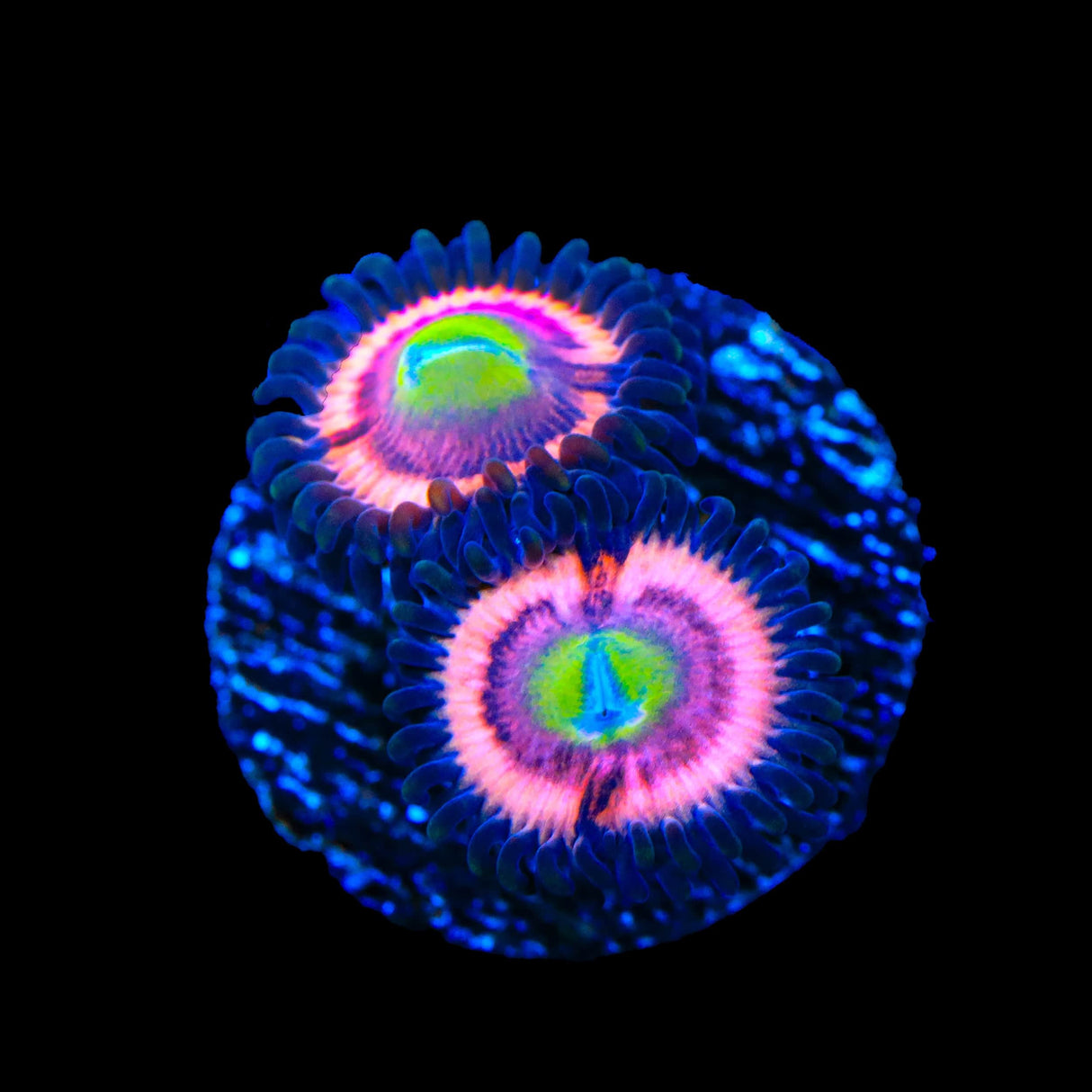 JF Daisy Duke Zoanthids Coral