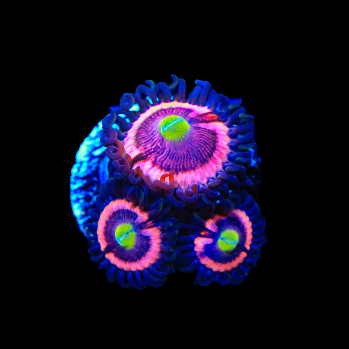 JF Daisy Duke Zoanthids Coral