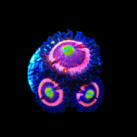 JF Daisy Duke Zoanthids Coral