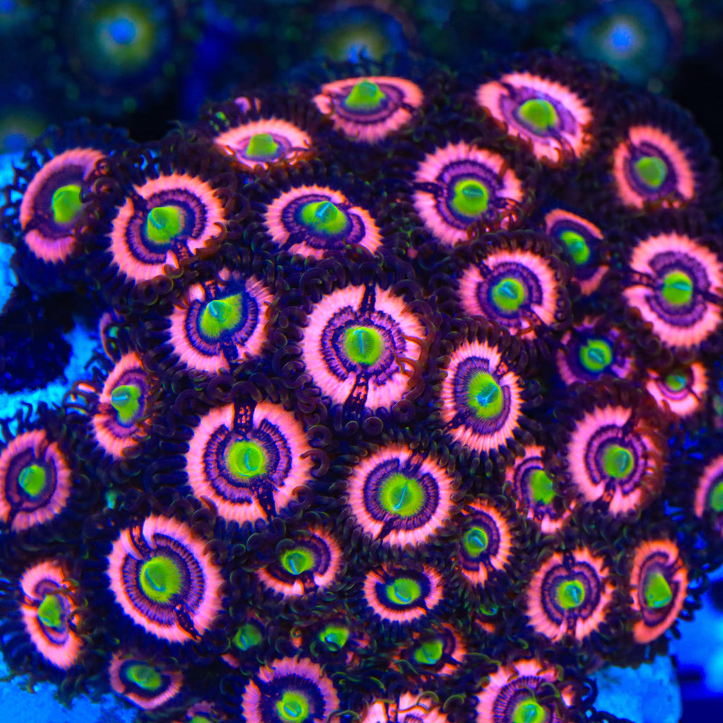 JF Daisy Duke Zoanthids Coral