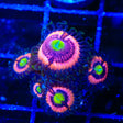 JF Daisy Duke Zoanthids Coral