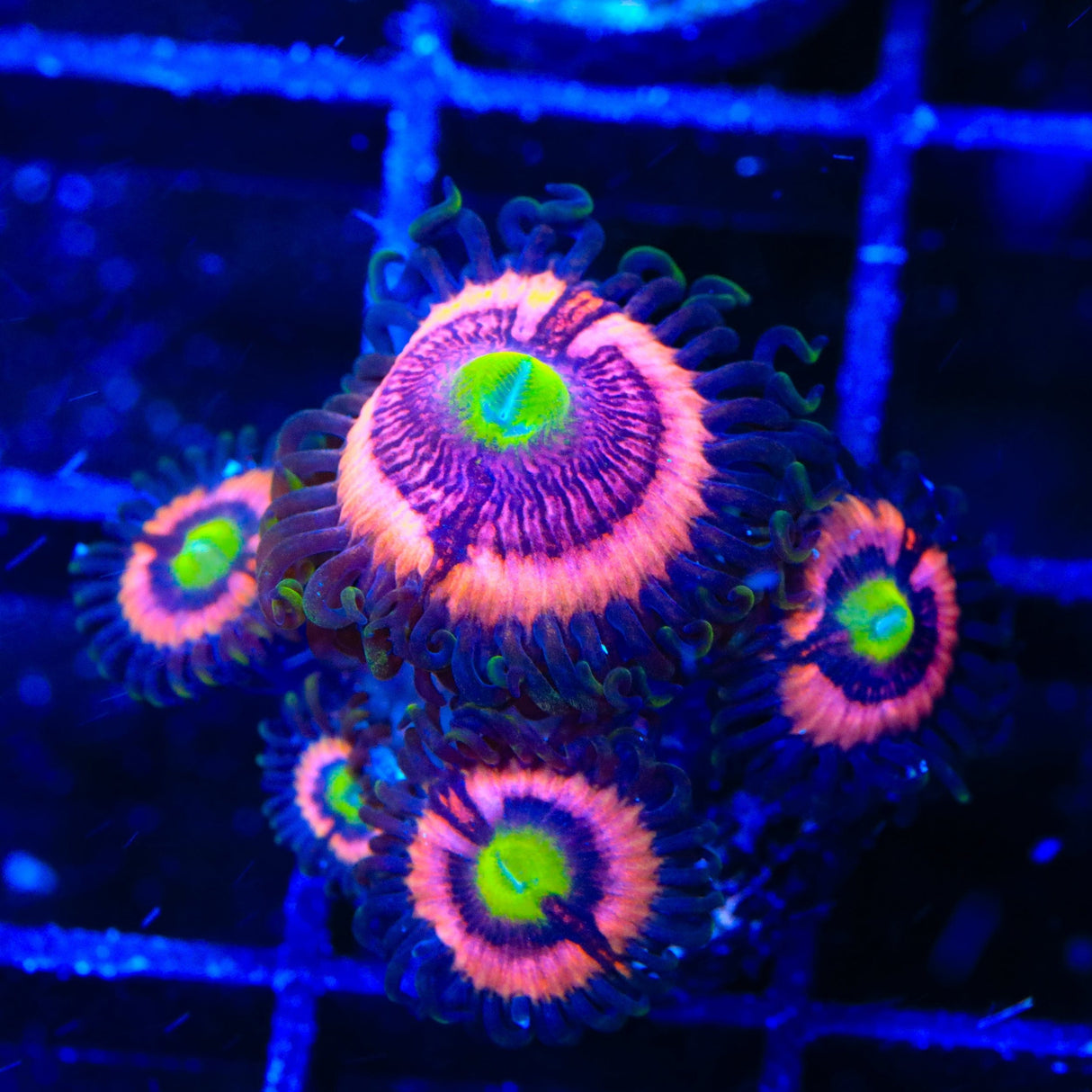 JF Daisy Duke Zoanthids Coral