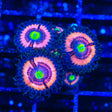 JF Daisy Duke Zoanthids Coral