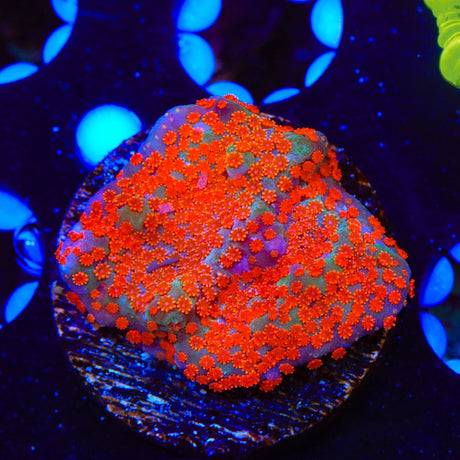 JF Dizzy Spell Montipora Coral