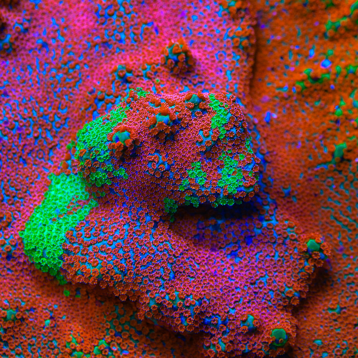 JF Dizzy Spell Montipora Coral