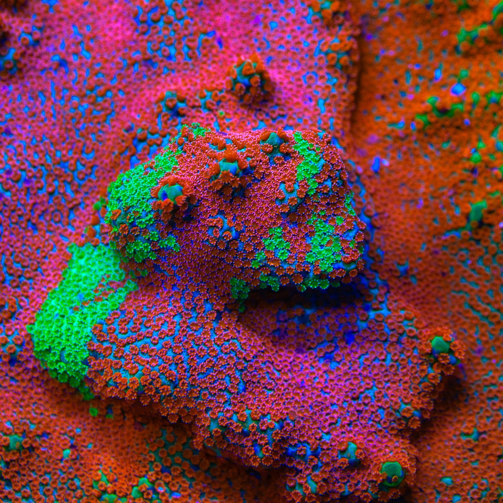 JF Dizzy Spell Montipora Coral