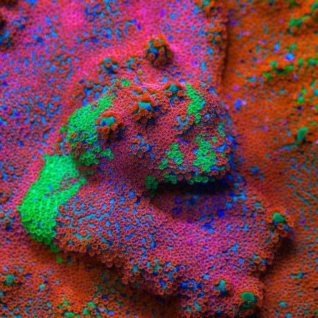 JF Dizzy Spell Montipora Coral