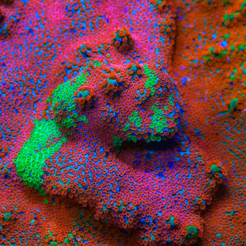 JF Dizzy Spell Montipora Coral