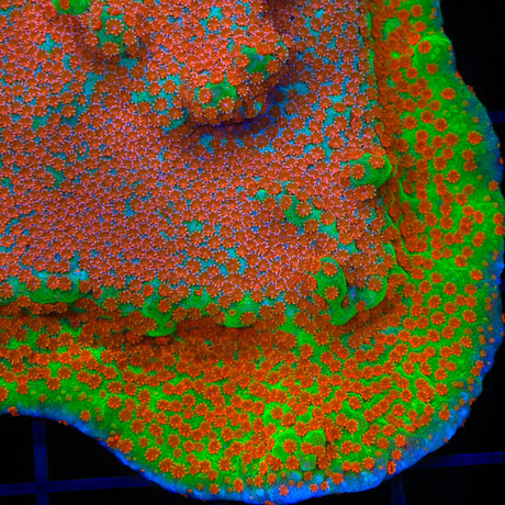 JF Dizzy Spell Montipora Coral
