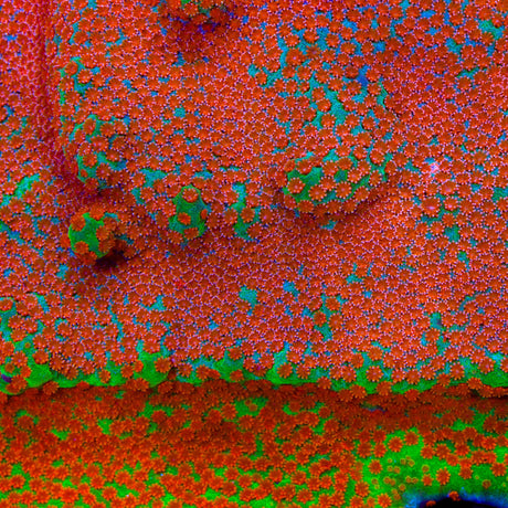 JF Dizzy Spell Montipora Coral