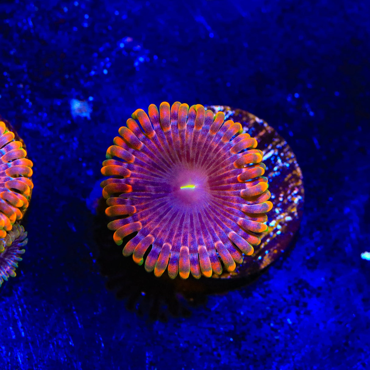 JF Fairy Fart Zoanthids Coral