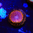 JF Fairy Fart Zoanthids Coral