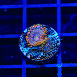 JF Fairy Fart Zoanthids Coral
