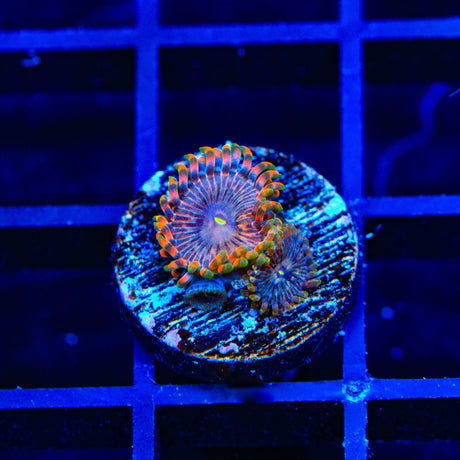 JF Fairy Fart Zoanthids Coral