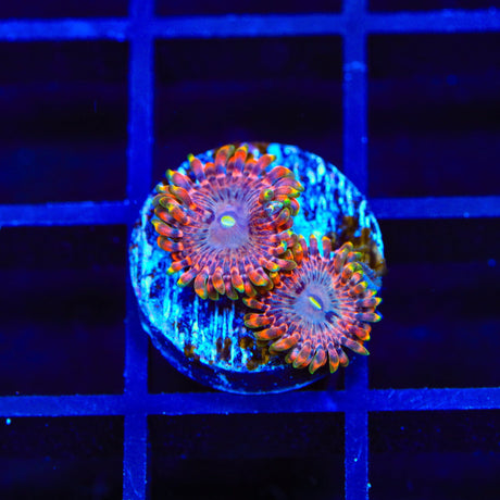 JF Fairy Fart Zoanthids Coral