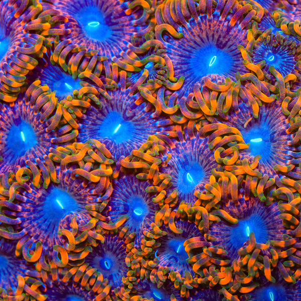 JF Fairy Fart Zoanthids Coral – Top Shelf Aquatics