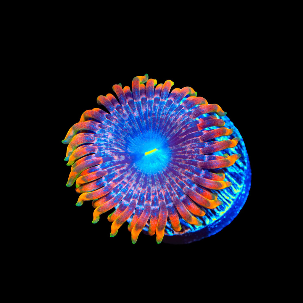 JF Fairy Fart Zoanthids Coral