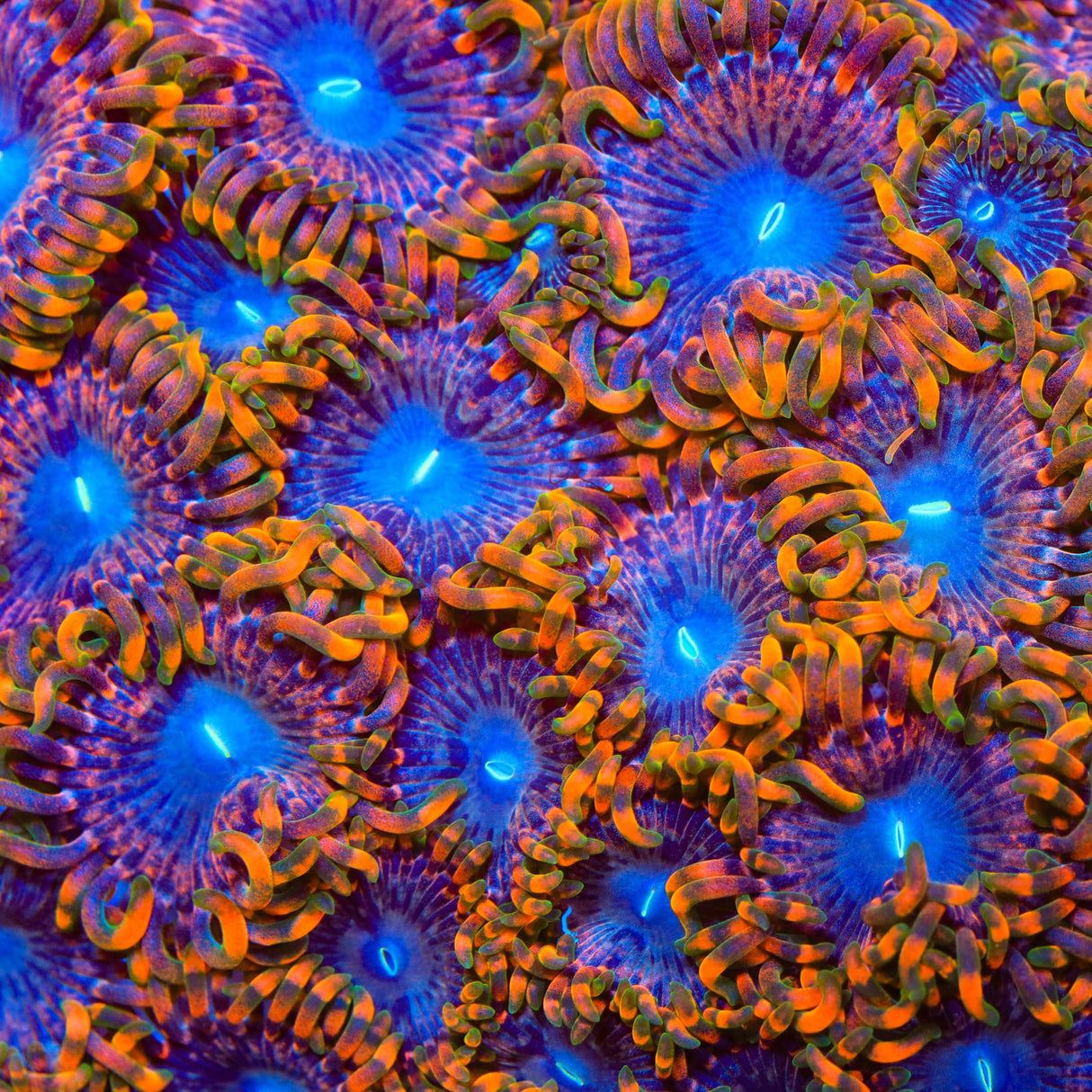JF Fairy Fart Zoanthids Coral