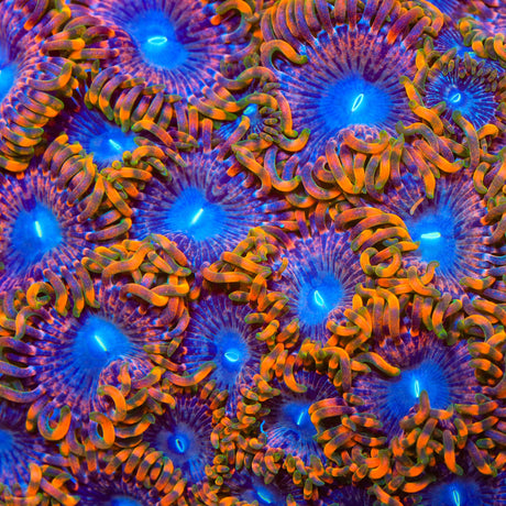 JF Fairy Fart Zoanthids Coral