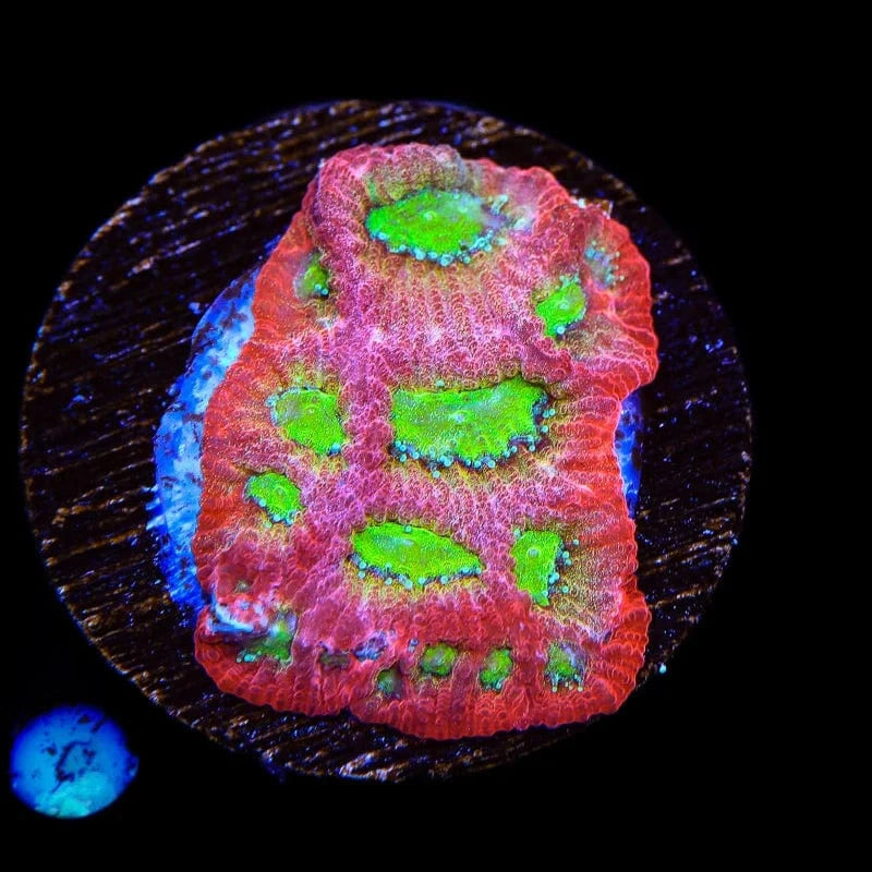 JF Fairy Ring Favia Coral