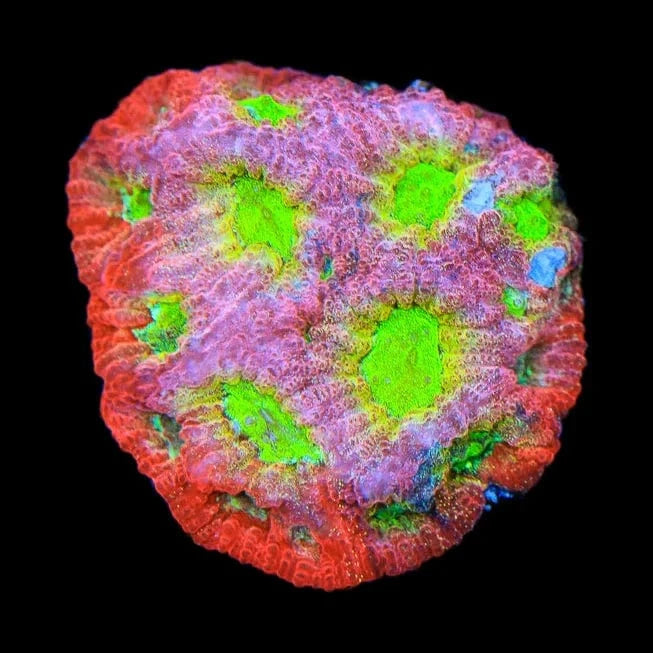 JF Fairy Ring Favia Coral