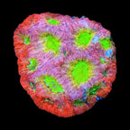 JF Fairy Ring Favia Coral