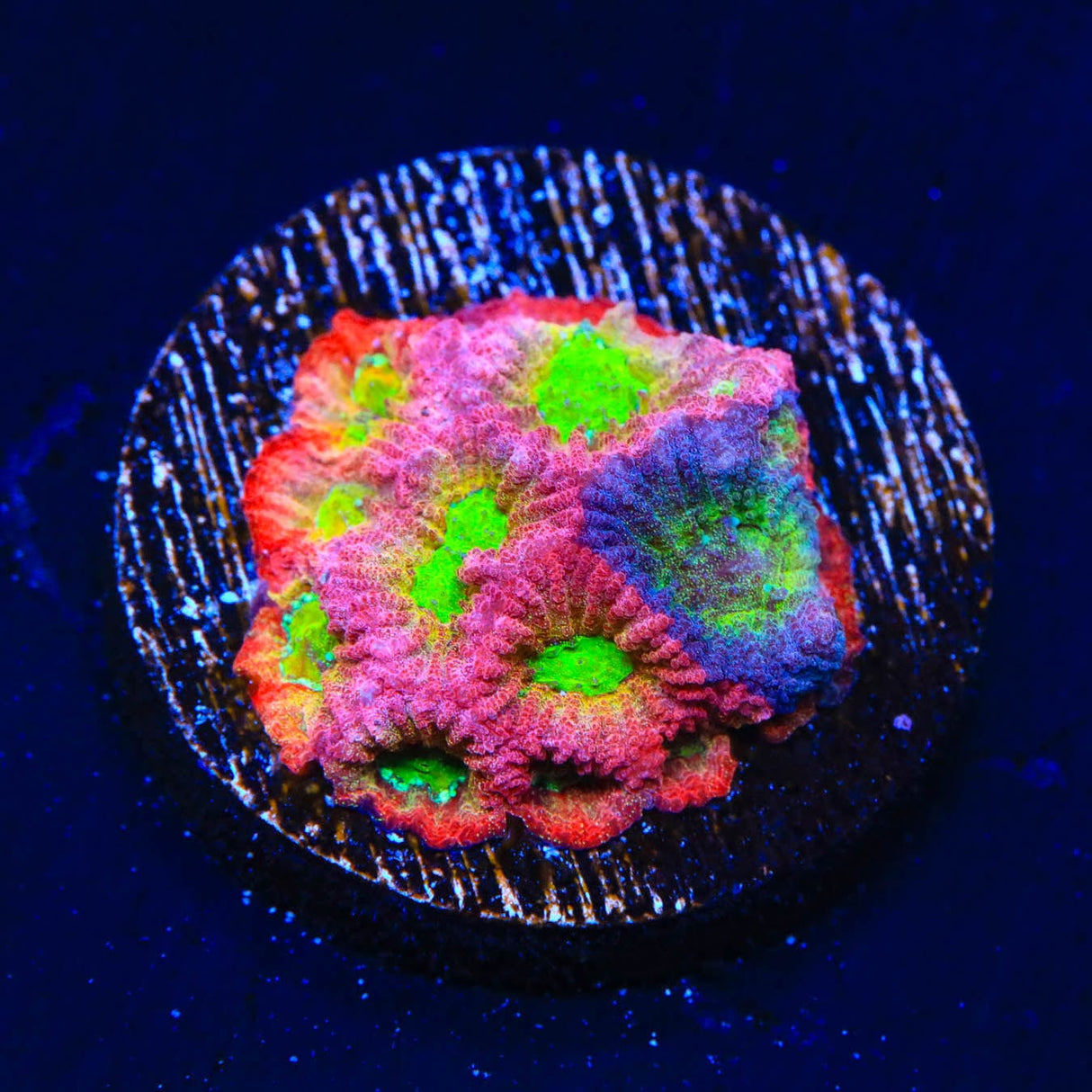 JF Fairy Ring Favia Coral