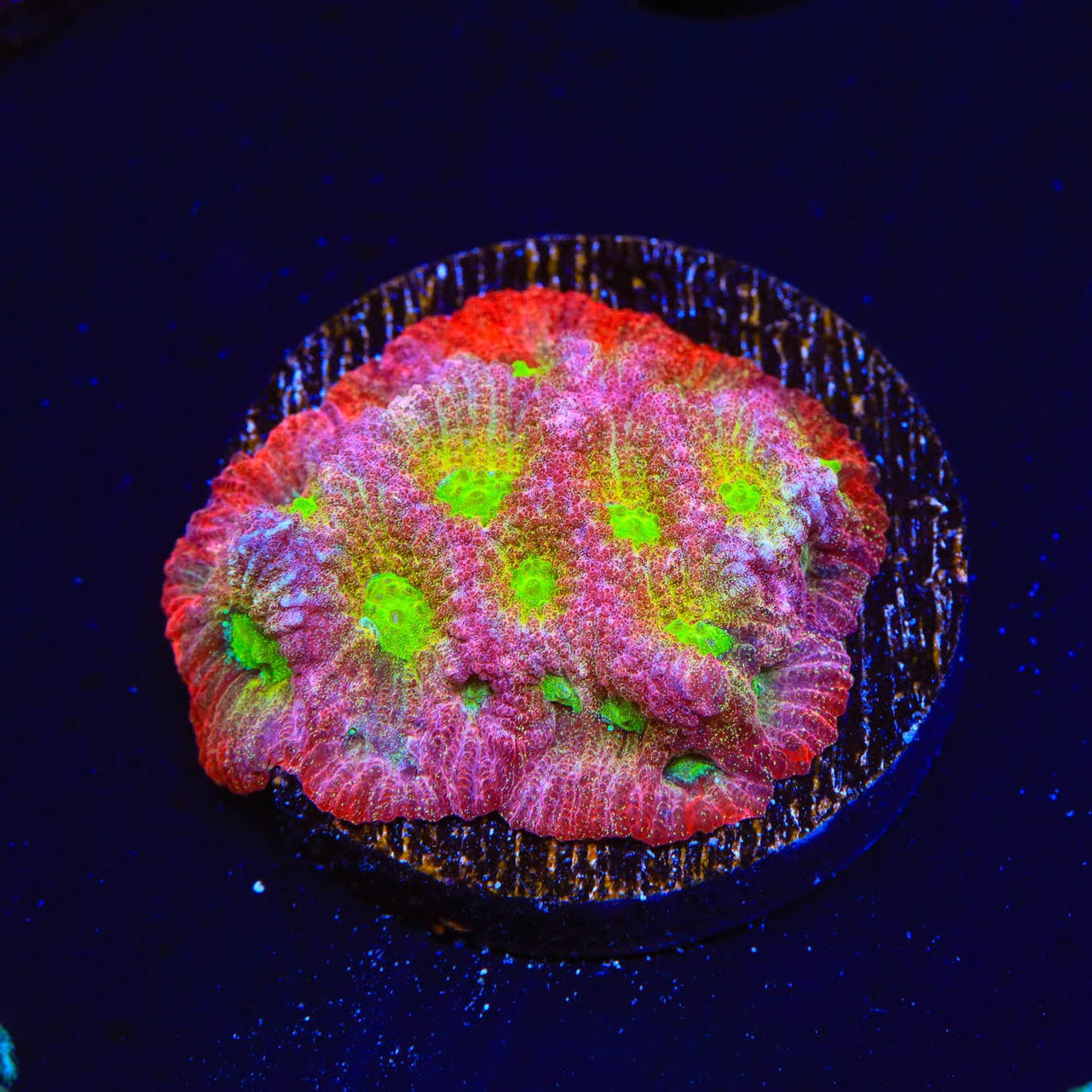 JF Fairy Ring Favia Coral