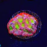 JF Fairy Ring Favia Coral