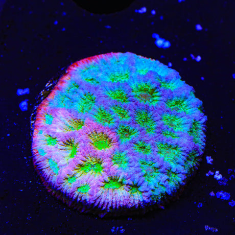 JF Fairy Ring Favia Coral
