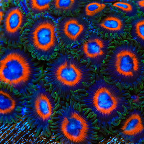 JF Fairy Tale Zoanthids Coral