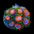 JF Fairy Tales Zoanthids Coral