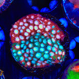JF Fender Bender Cyphastrea Coral