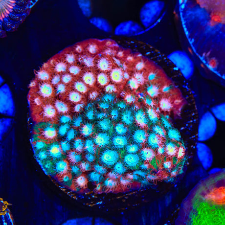 JF Fender Bender Cyphastrea Coral