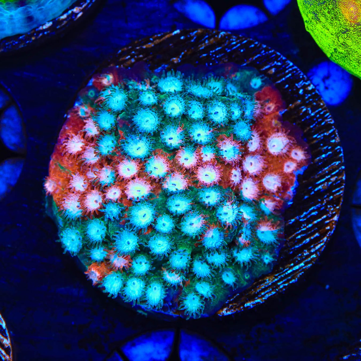 JF Fender Bender Cyphastrea Coral