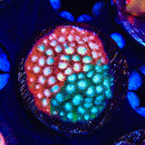 JF Fender Bender Cyphastrea Coral