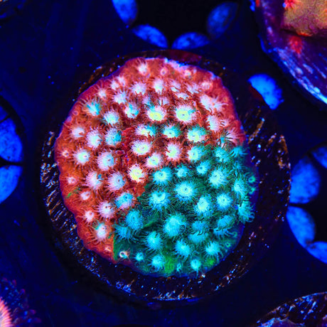 JF Fender Bender Cyphastrea Coral