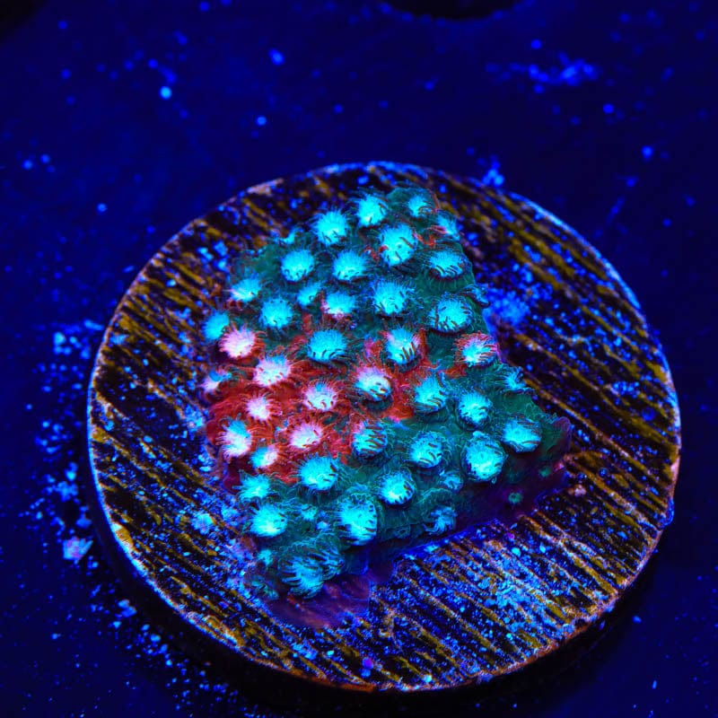 JF Fender Bender Cyphastrea Coral