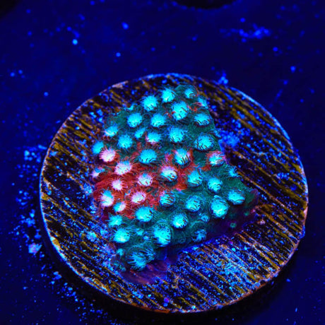 JF Fender Bender Cyphastrea Coral