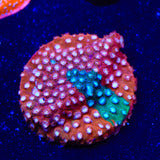 JF Fender Bender Cyphastrea Coral
