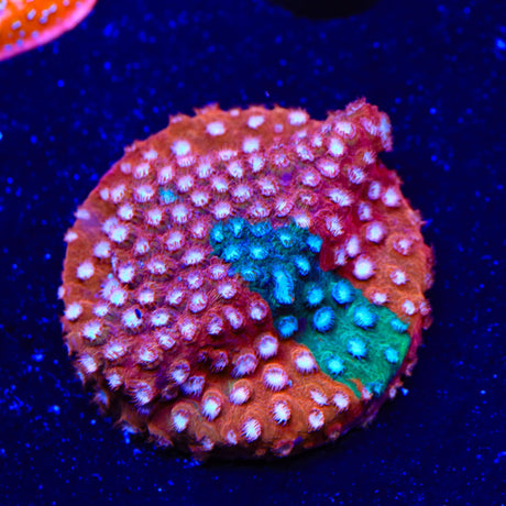 JF Fender Bender Cyphastrea Coral