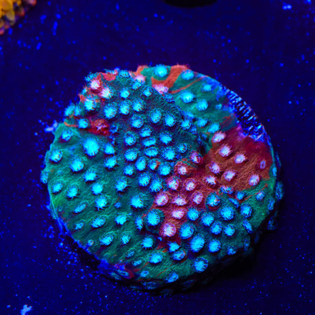 JF Fender Bender Cyphastrea Coral