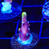 JF Fox Flame Acropora Coral