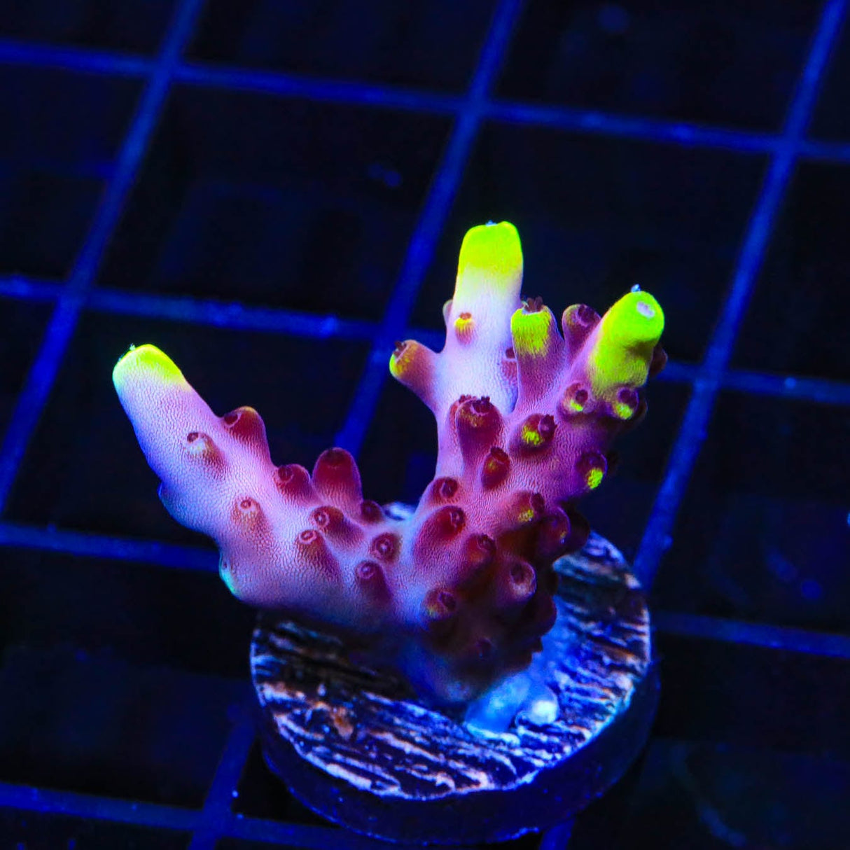 JF Fox Flame Acropora Coral