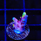 JF Fox Flame Acropora Coral